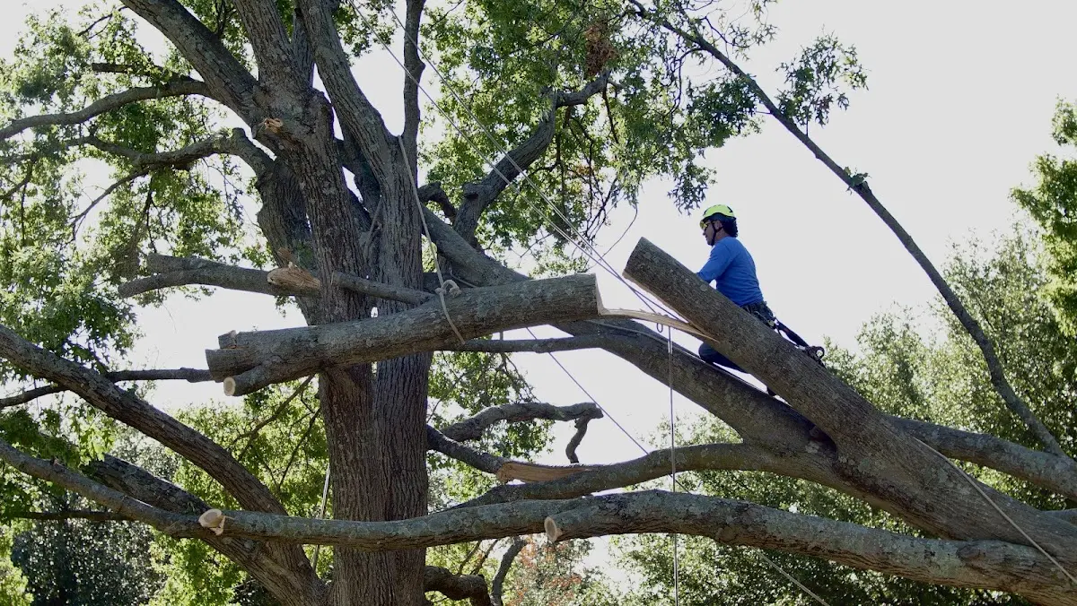 Professional Hazardous Tree Removal performed by certified arborists in Purlear